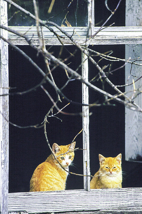 Cat Photograph - Feral Kittens by Jill Greenaway