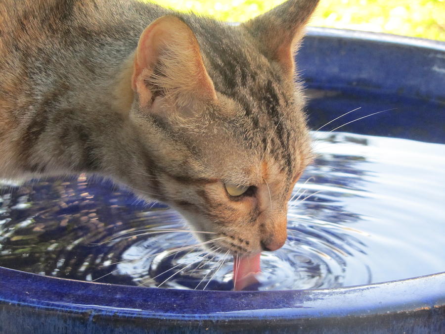 Feral Photograph by Serena Nusz - Fine Art America