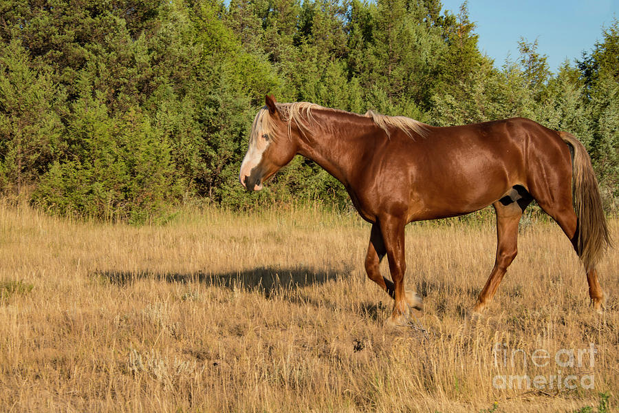 Feral Horse One Photograph by Bob Phillips