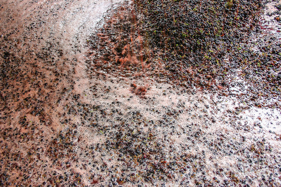 Fermenting grapes Photograph by Patricia Hofmeester