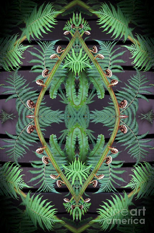 Abstract Photograph - Fern Abstract by Jim Fitzpatrick