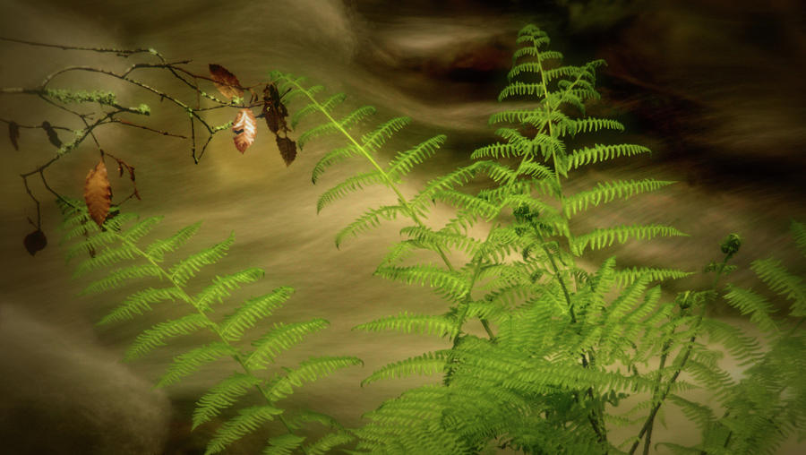 Fern Against Rushing Water Photograph by Josephine Buschman