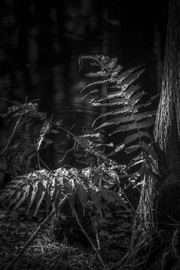 Fern and Cypress b/w Photograph by Marvin Spates