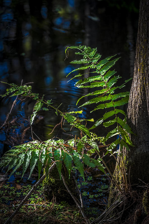 Fern and Cypress Photograph by Marvin Spates