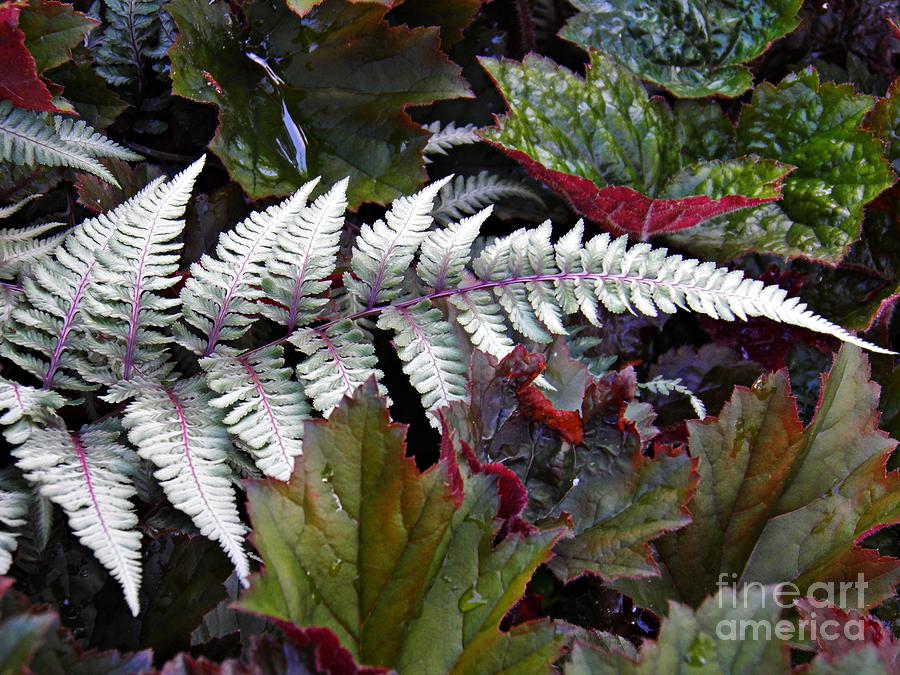 Nature Photograph - Fern and Friends by Sarah Loft