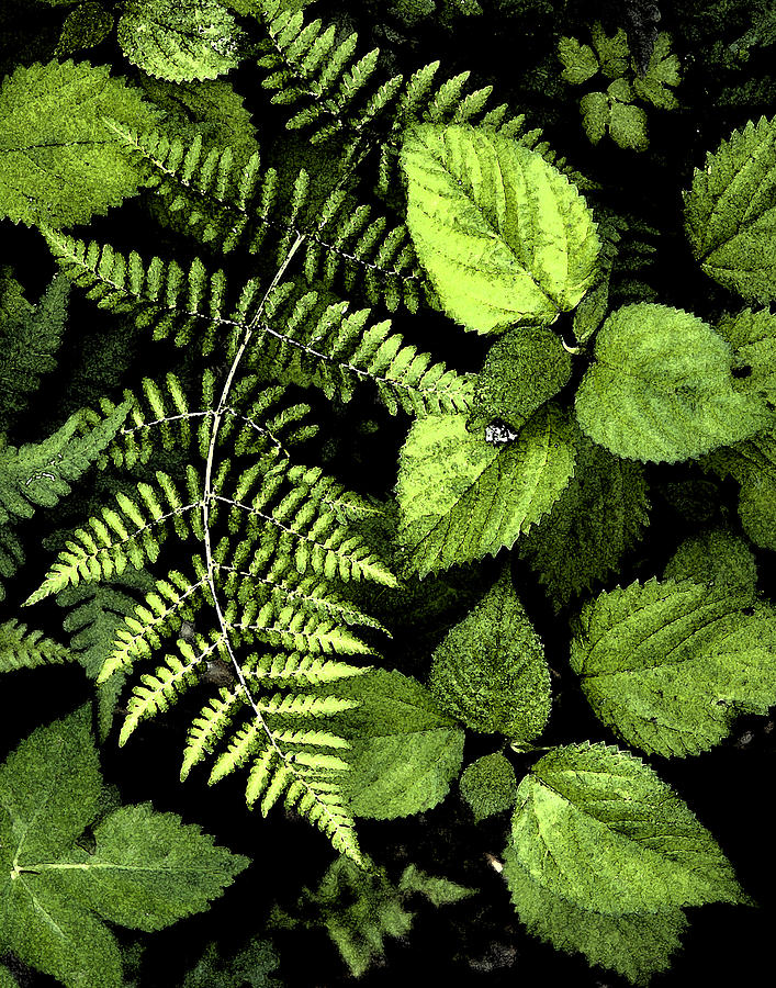 Fern and Leaves Digital Art by Debra Wilkinson - Pixels