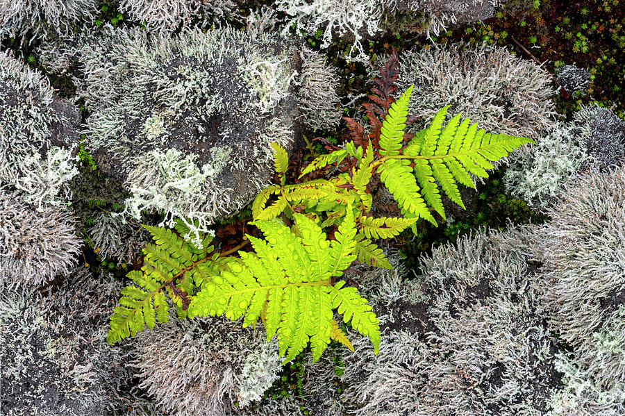 Nature Photograph - Fern and Lichen by Christopher Johnson