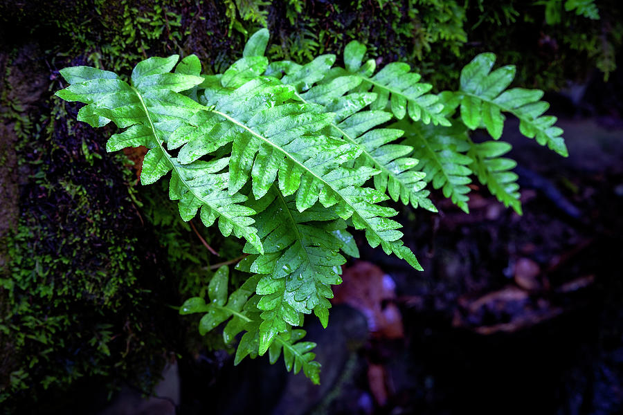 Fern and Moss at Morgan Territory Regional Preserve Photograph by Rick Pisio