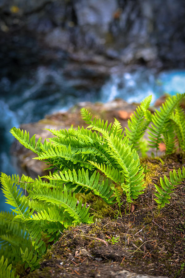 Fern and River Photograph by Ronda Broatch