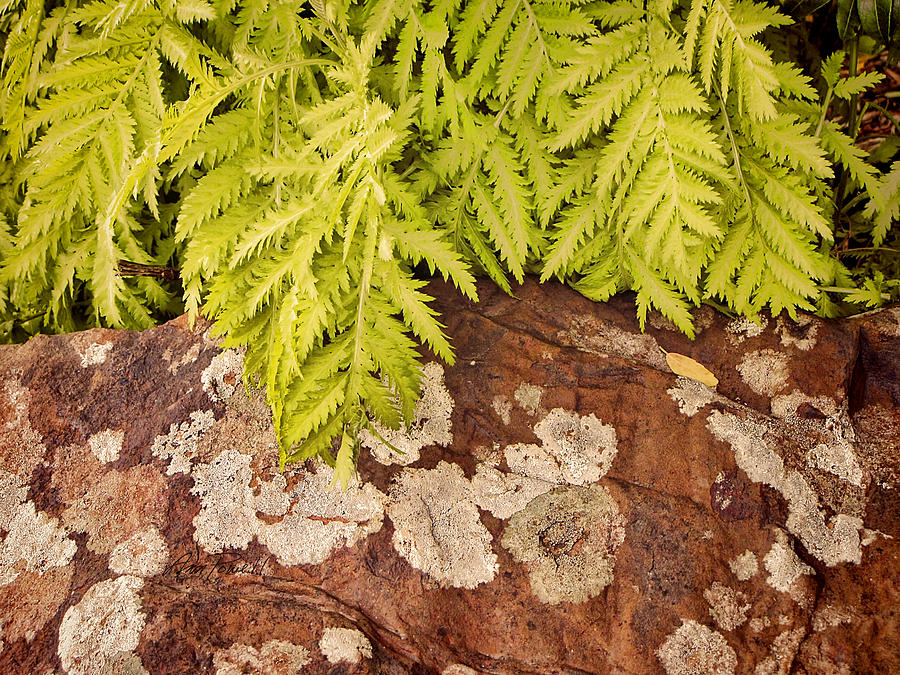 Fern and Rock - nature photography Photograph by Ann Powell