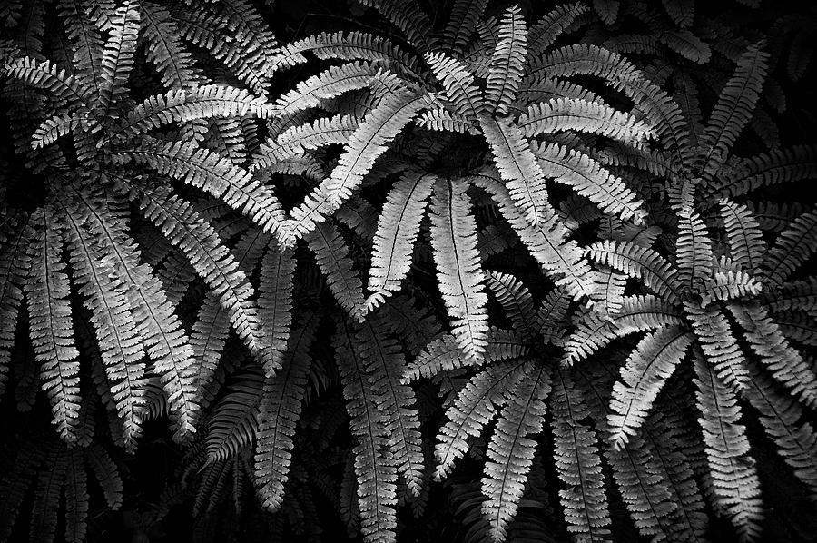 Fern and Shadow Photograph by Steven Clark