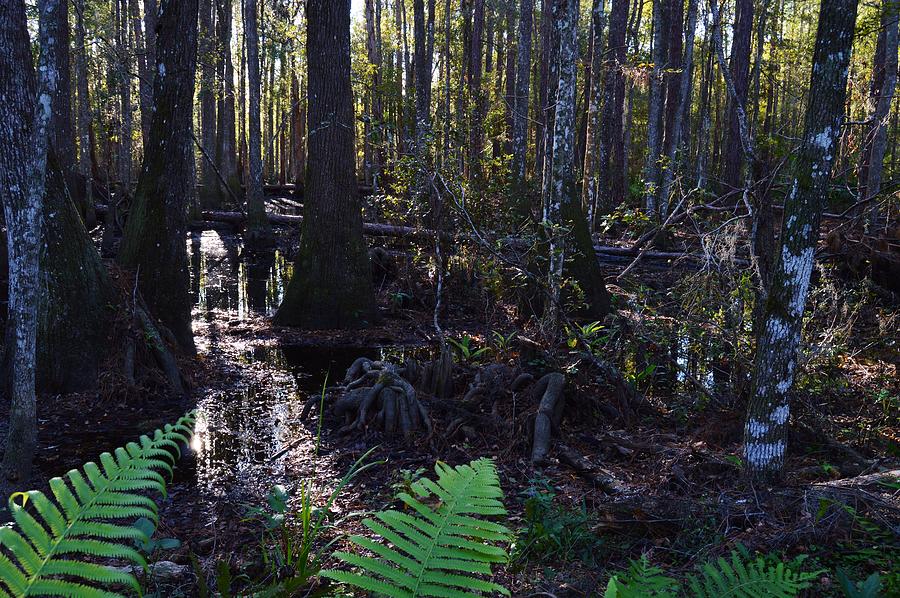 Fern and Swamp  Photograph by Warren Thompson