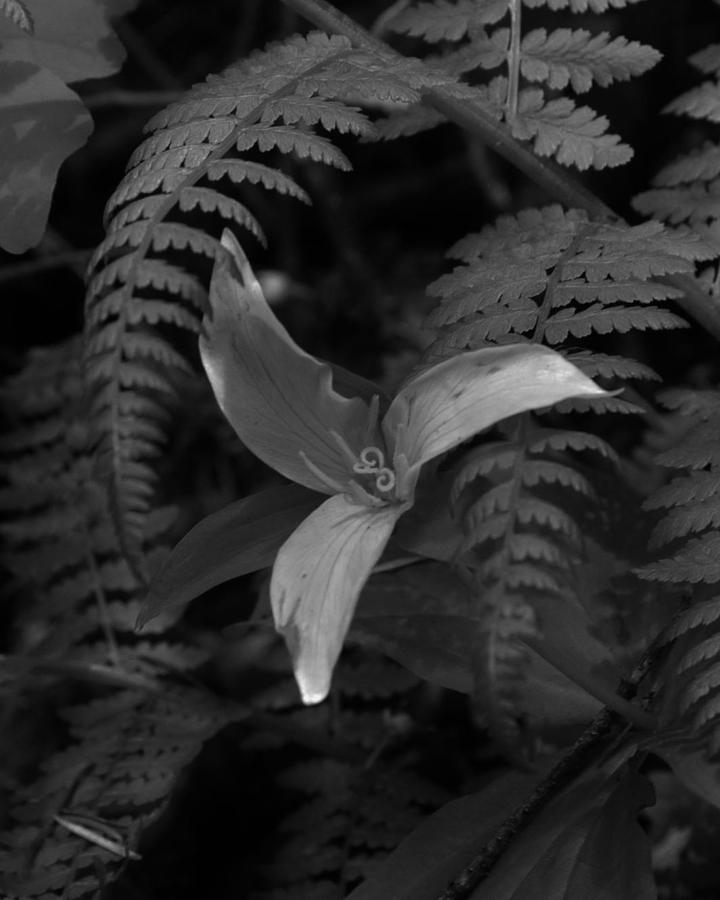 The Graceful Trillium Photograph by Charles Lucas