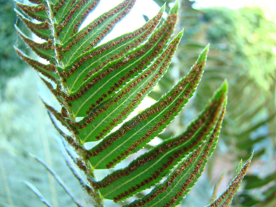 Nature Photograph - Fern Art Print Green Forest Ferns Baslee Troutman by Patti Baslee