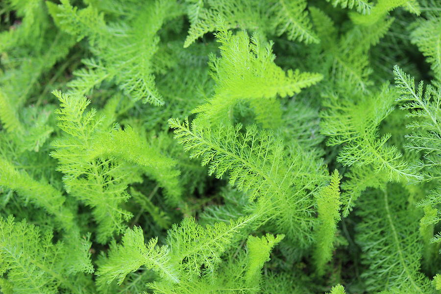 Fern Photograph by Beth Vincent