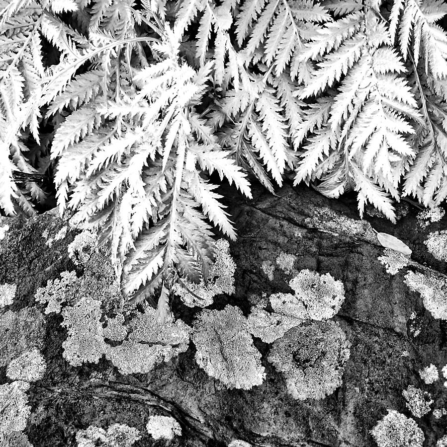 Fern black and white photograph Photograph by Ann Powell