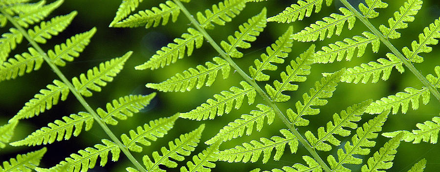Fern Branches Photograph by Ted Keller