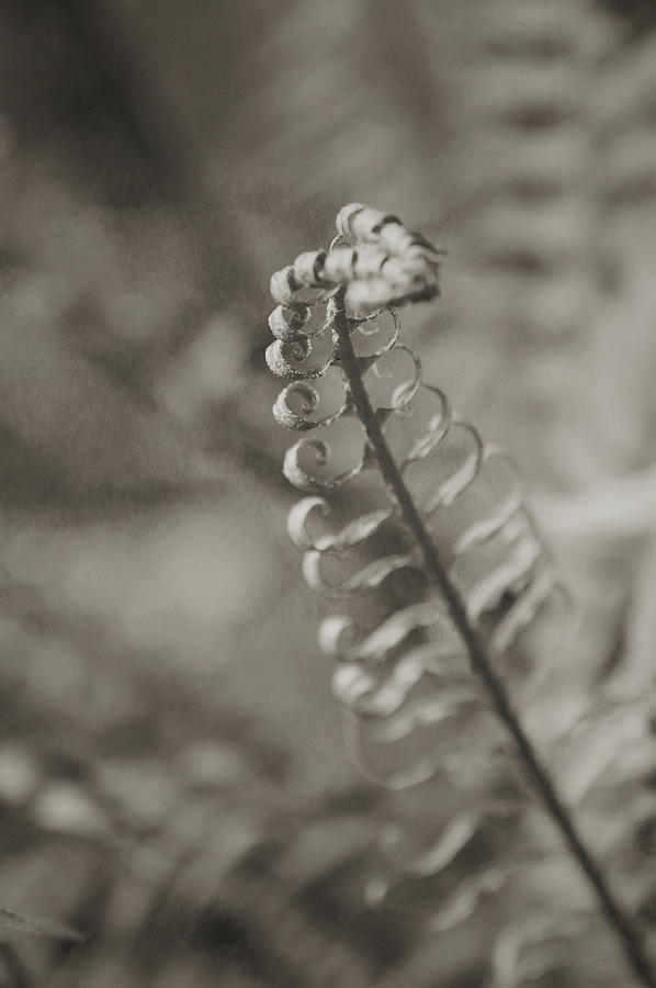 Fern BW Photograph by Megan Swormstedt