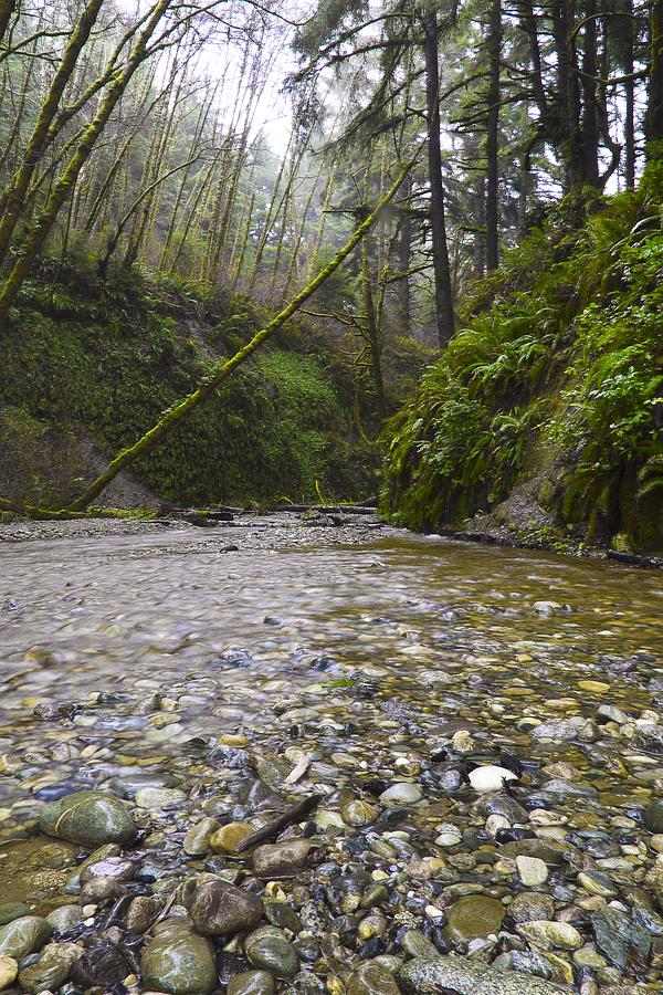 Fern Canyon Entrance 2 Photograph by Kellie Prowse