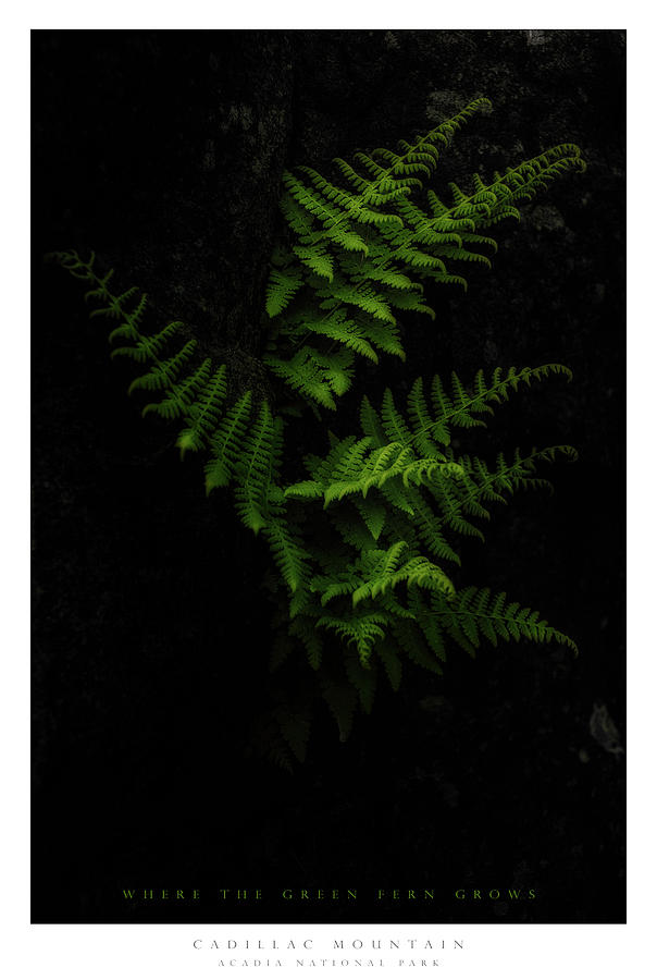 Acadia National Park Photograph - Fern by Chad Tracy