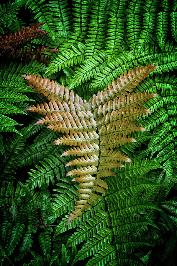 Fern Photograph by Greg and Chrystal Mimbs