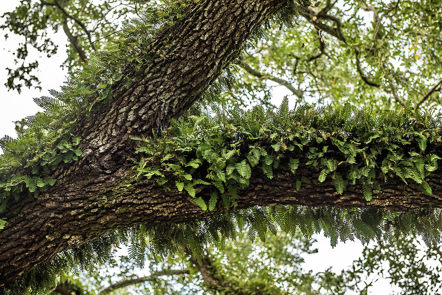 Fern Covered Oak Photograph by Paul Freidlund