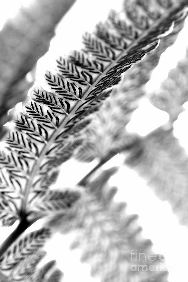 Fern Crush Vertical Cut in Black and White Photograph by Angela Rath