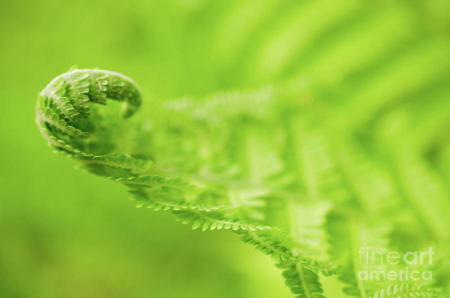 Fern Leaf Curl, Green Nature / Botanical Photograph Photograph by PIPA Fine Art - Simply Solid
