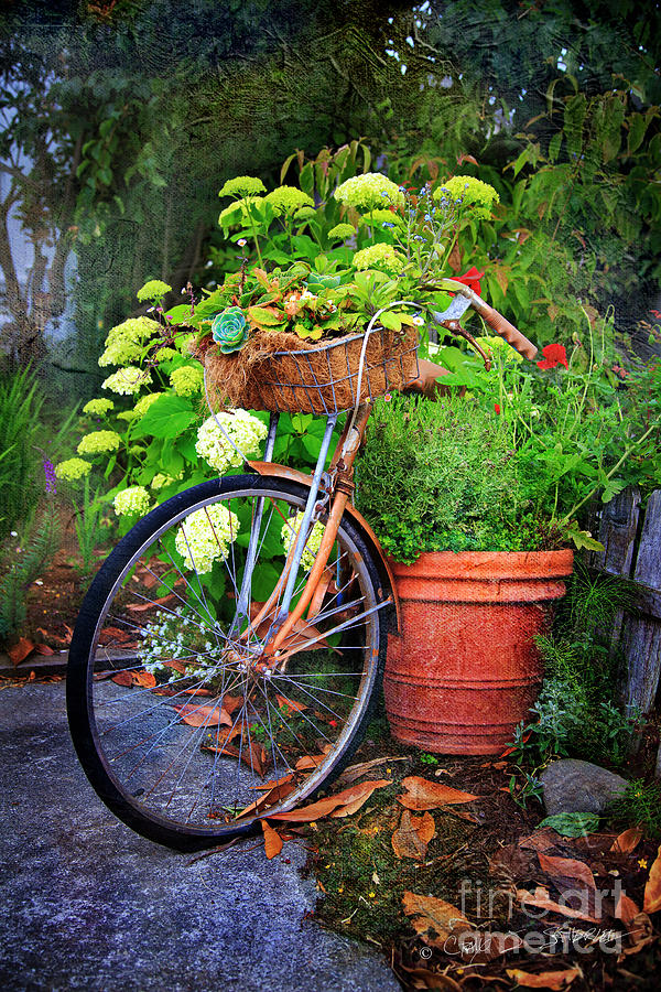 Fern Dale Flower Bicycle Photograph by Craig J Satterlee
