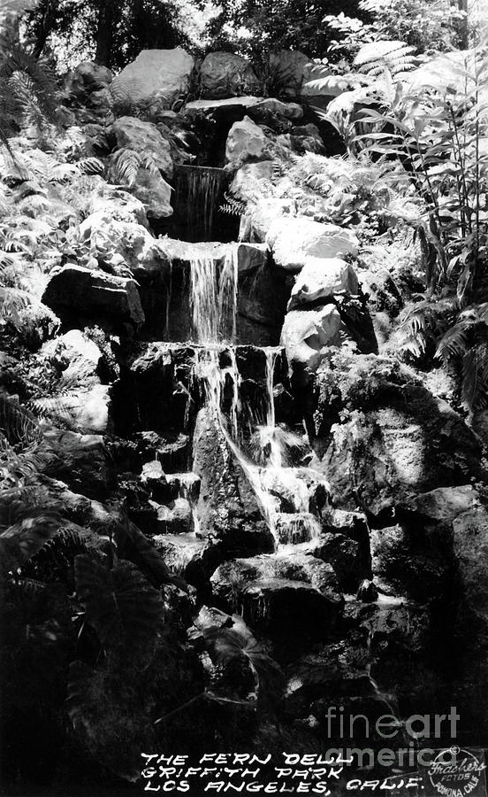 Fern Dell Griffith Park Photograph by Sad Hill - Bizarre Los Angeles Archive