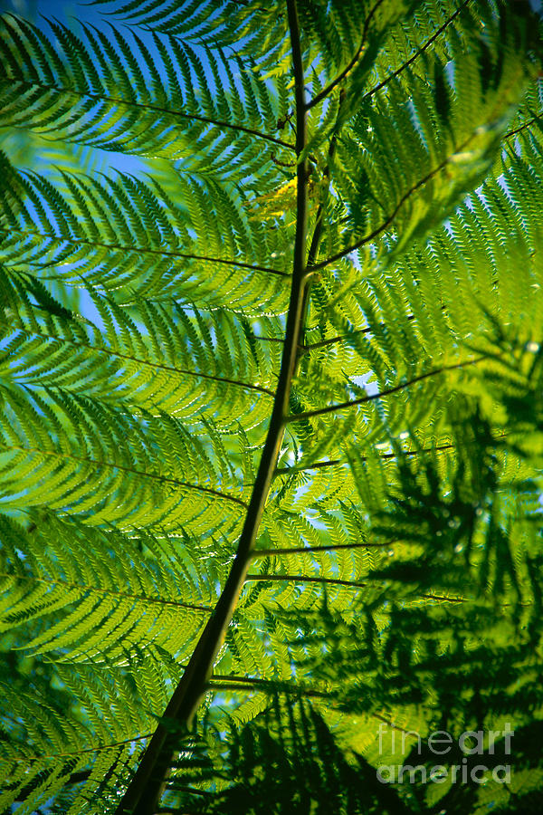 Afternoon Photograph - Fern Detail by Himani - Printscapes