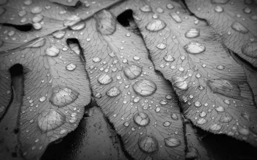 Fern Drops in Black and White Photograph by Deborah Smith