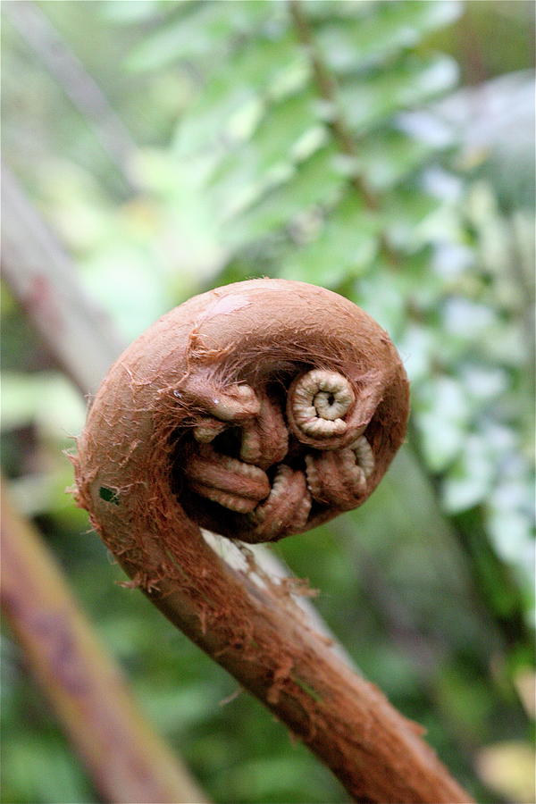 Fern Photograph by Eddie Freeman - Fine Art America