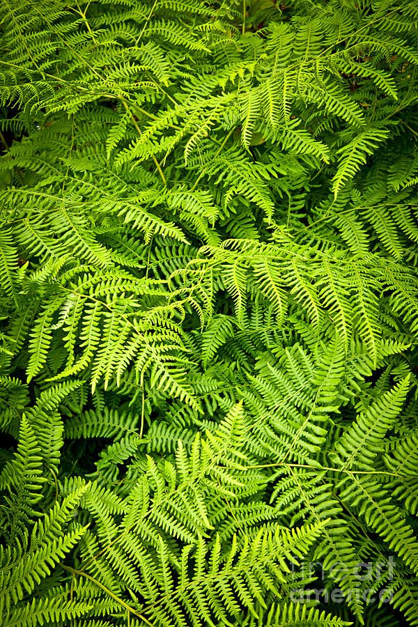 Intricate ferns Photograph by Elena Elisseeva