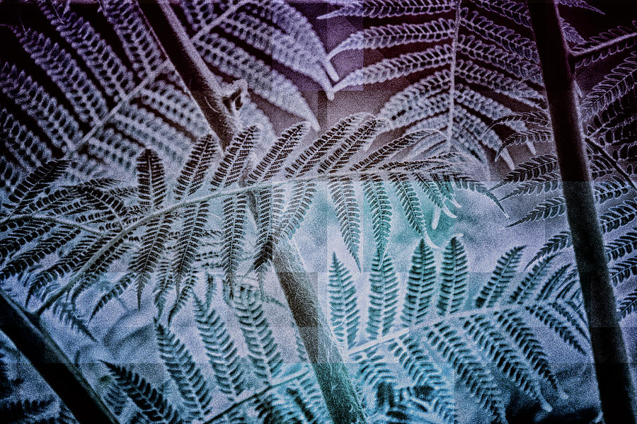 Fern Forest Digital Art by Mimulux Patricia No