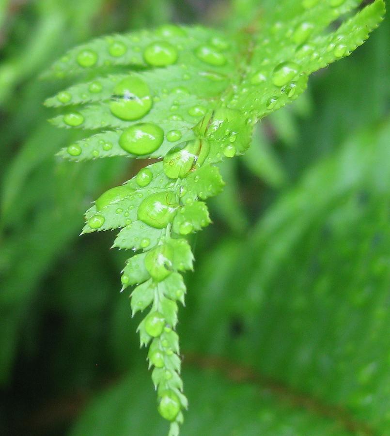 Collection 94+ Pictures what is a fern frond Completed