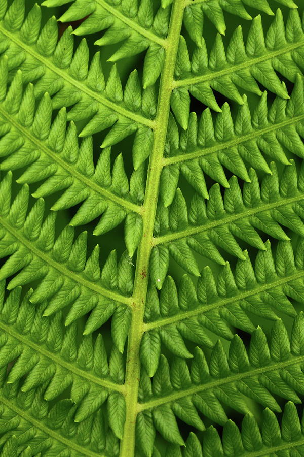 Fern Frond Photograph by Bruce J Robinson