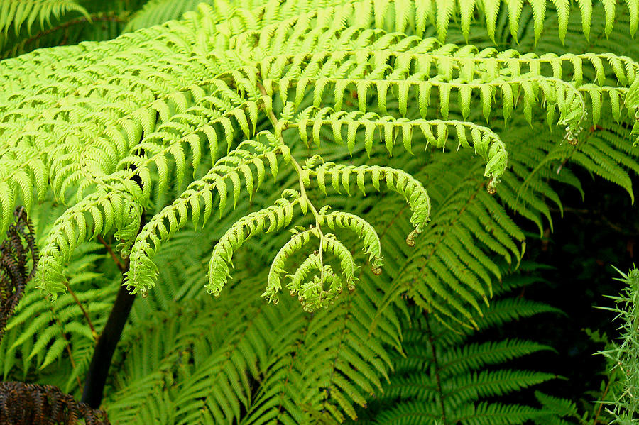 Fern Frond Photograph by Coral Dolan - Fine Art America