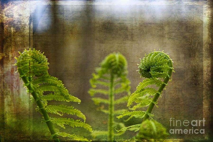 Fern Frond Photograph by David Arment