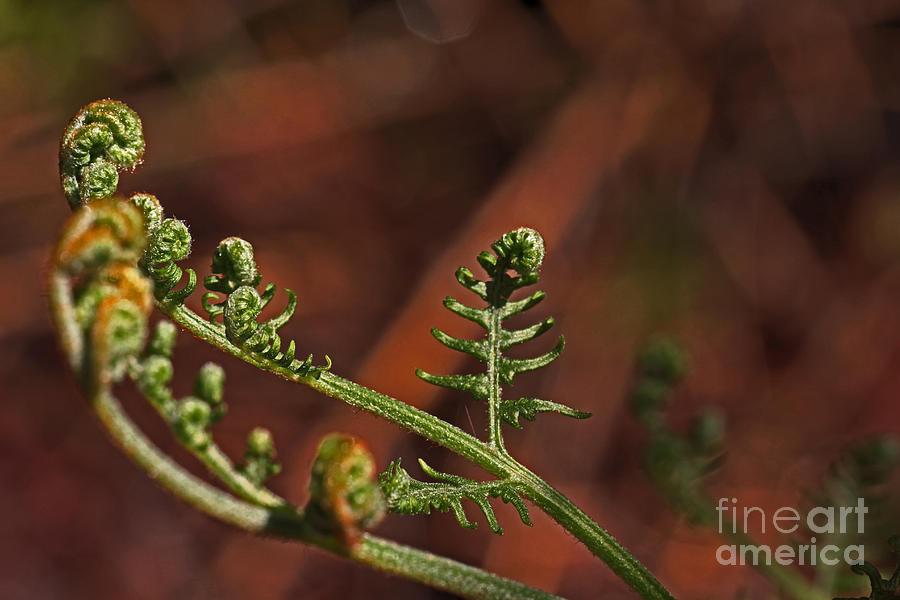 Fern Frond Photograph by David Frederick