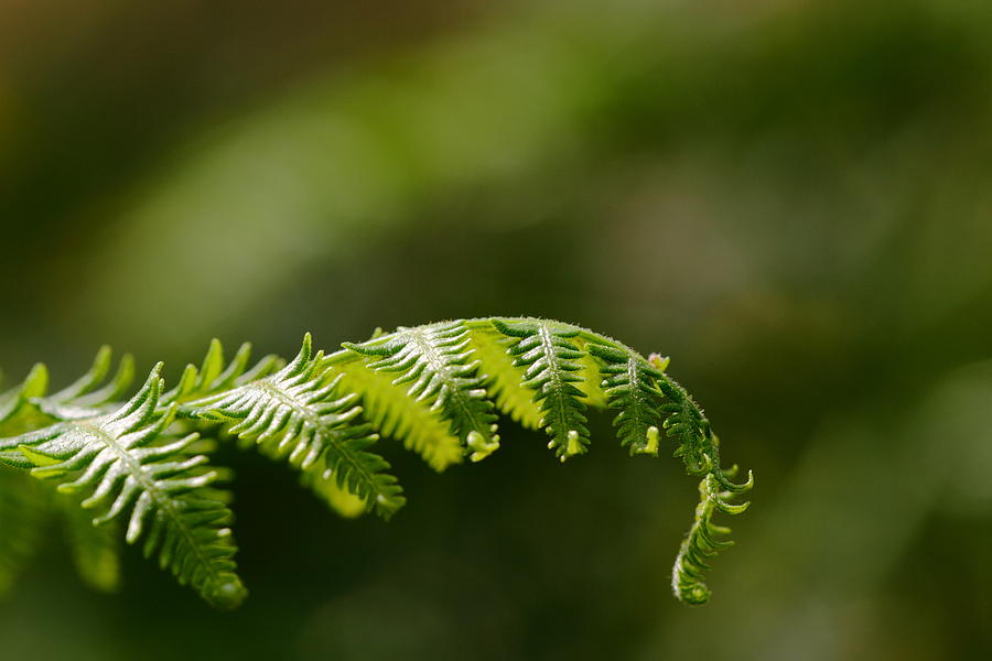Fern Frond Photograph by Richard Patmore