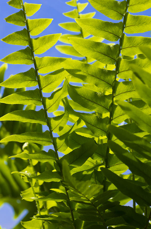Spring Photograph - Fern Fronds Against Blue Sky by John Trax