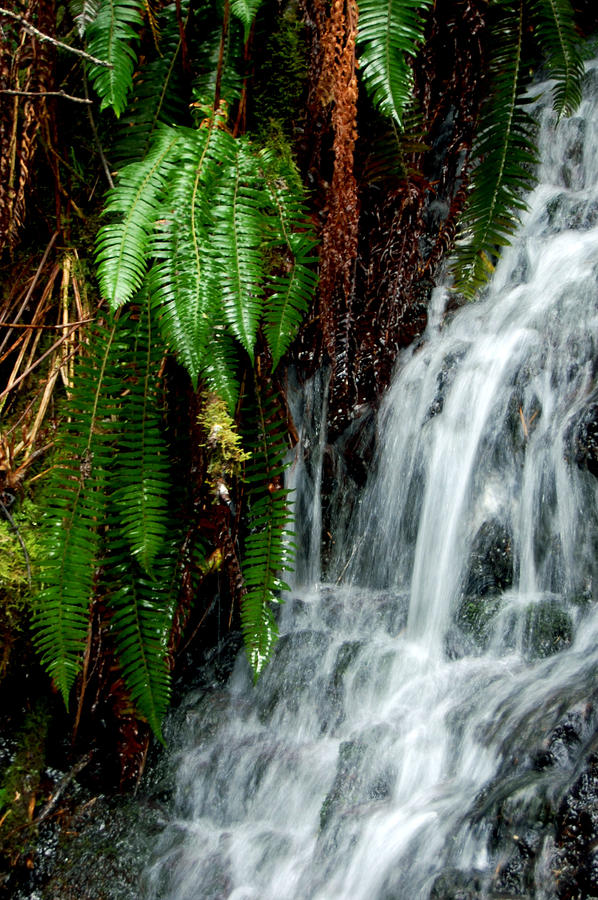 Fern Gully Photograph by Caitlyn Wise - Fine Art America