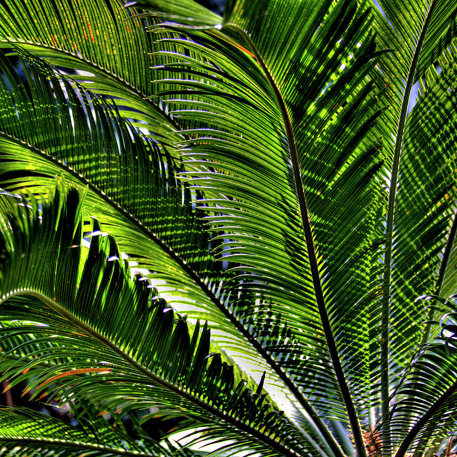 Fern II Photograph by David Patterson - Fine Art America