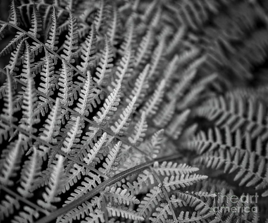 Fern in black and white Photograph by Bruce Block