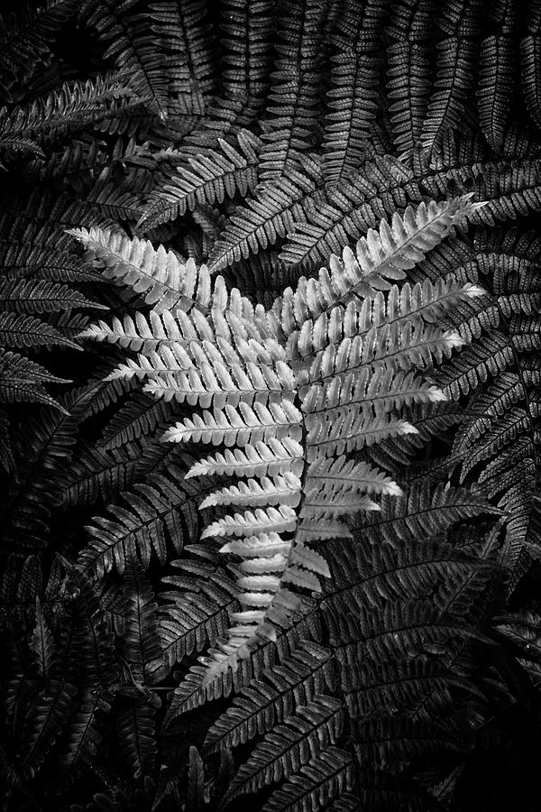 Fern In Black and White Photograph by Greg and Chrystal Mimbs