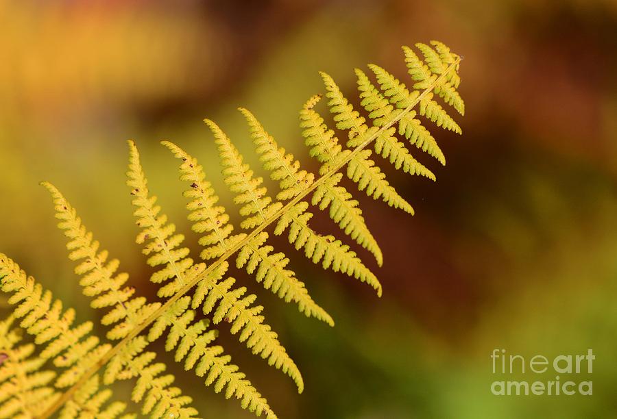 Fern in Fall Photograph by Cindy Manero
