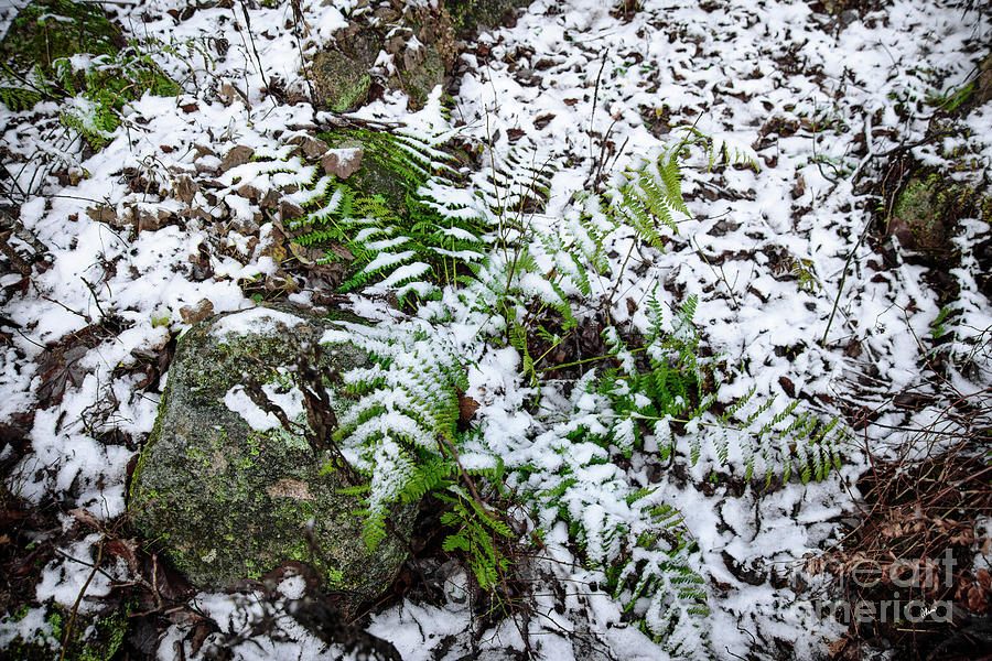 Fern in Snow Photograph by Alana Ranney