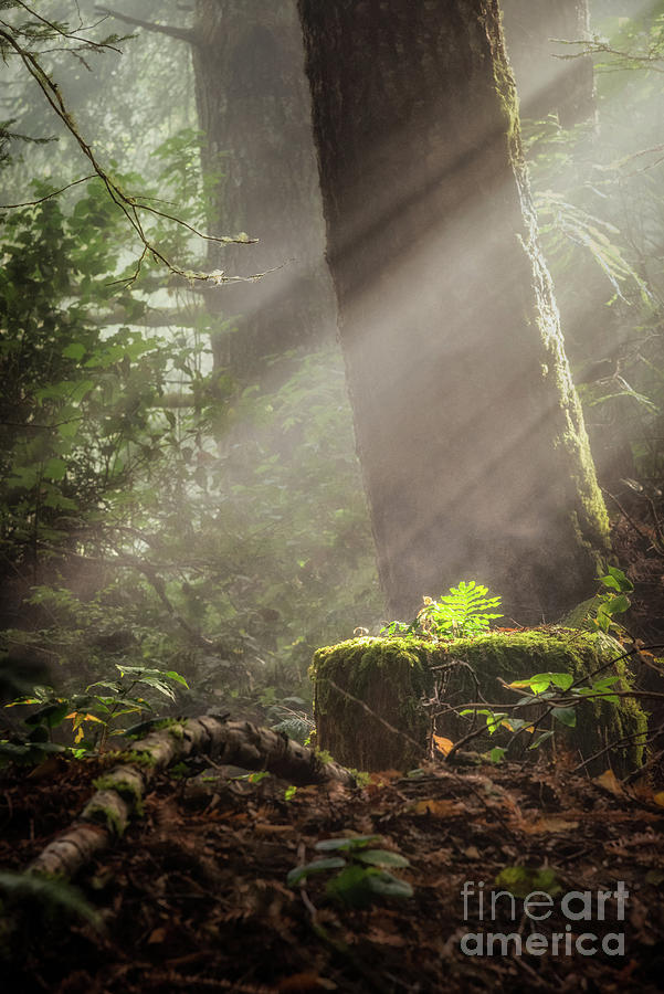 Fern In Sunlight On Redwood Stump Photograph