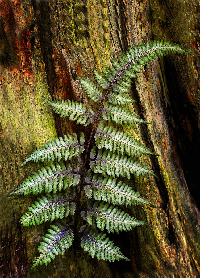Fern in the Deep Woods Photograph by Peg Runyan